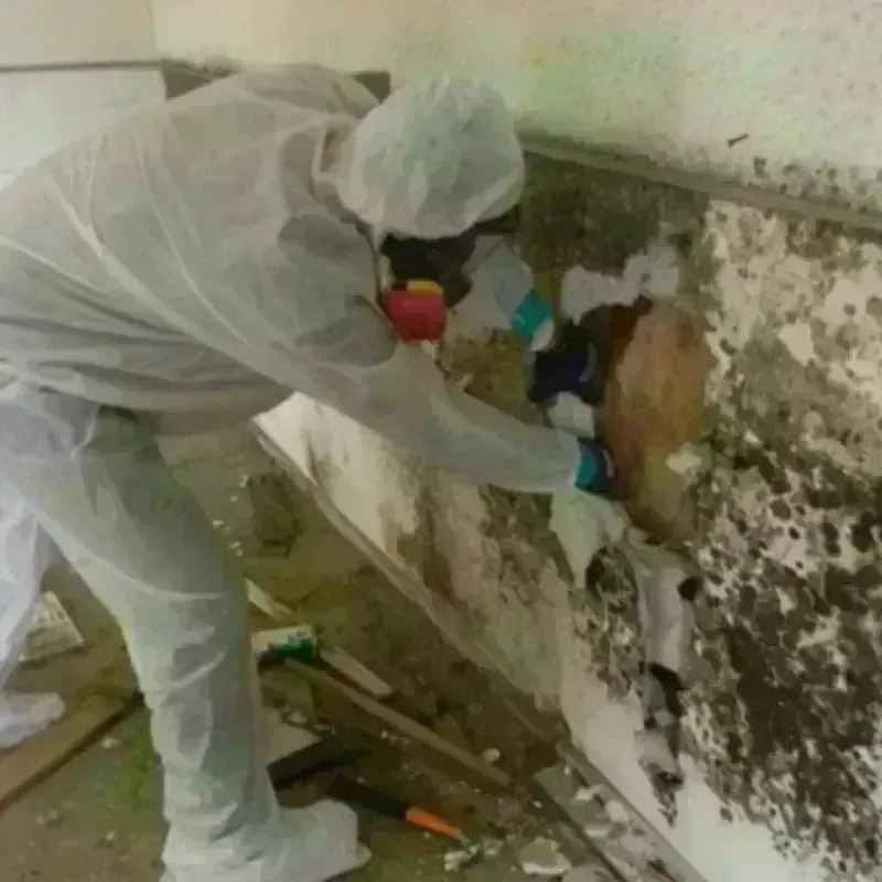 Mold Remediation and Removal in Milford, CT